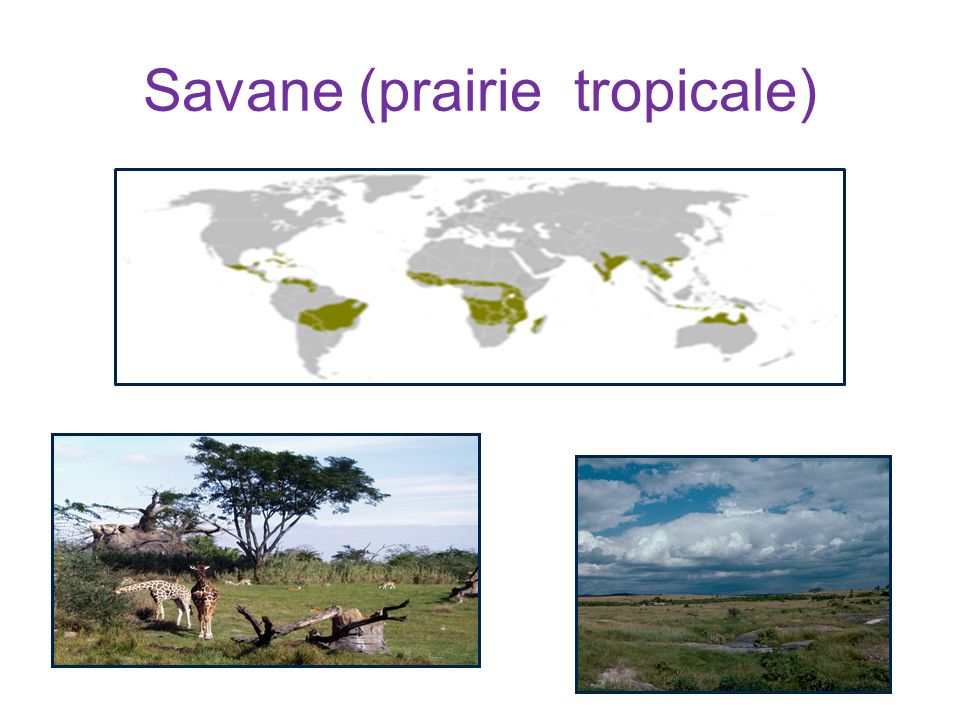 Savane (prairie tropicale)