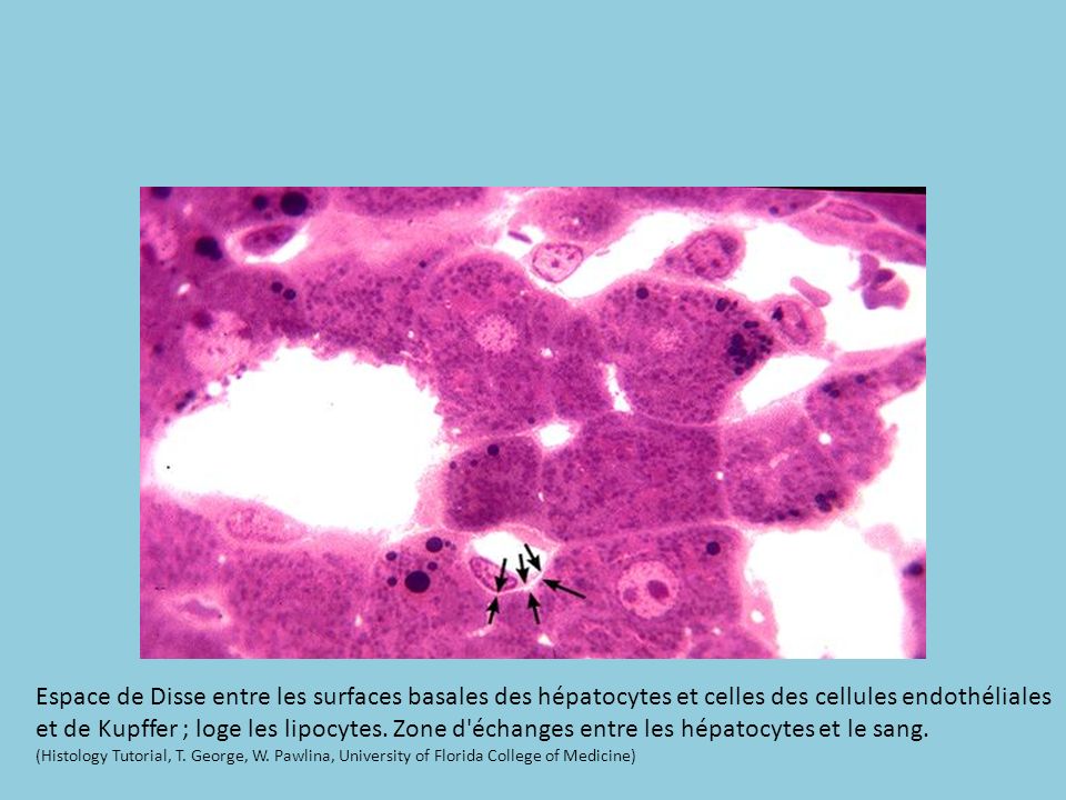 Espace de Disse entre les surfaces basales des hépatocytes et celles des cellules endothéliales et de Kupffer ; loge les lipocytes.