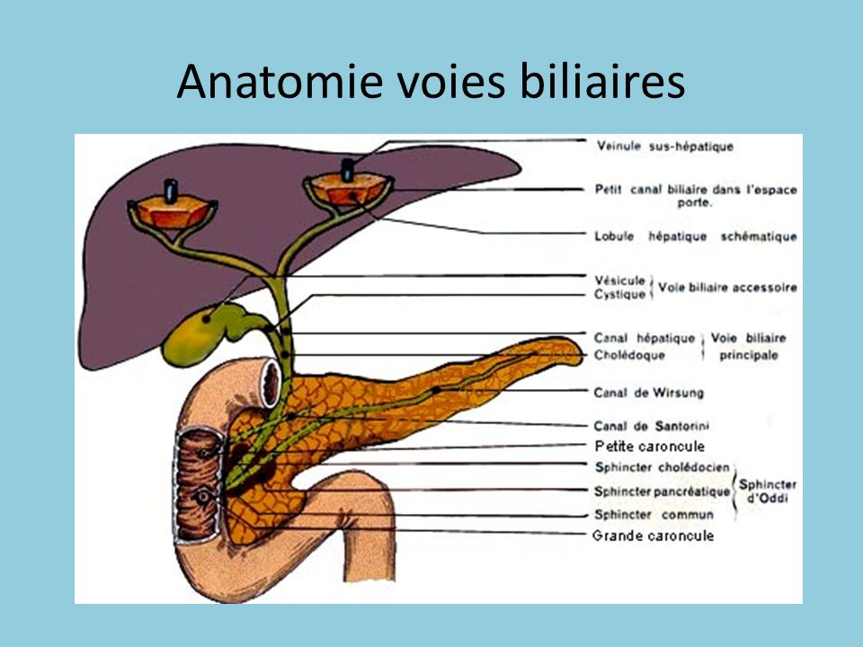 Anatomie voies biliaires