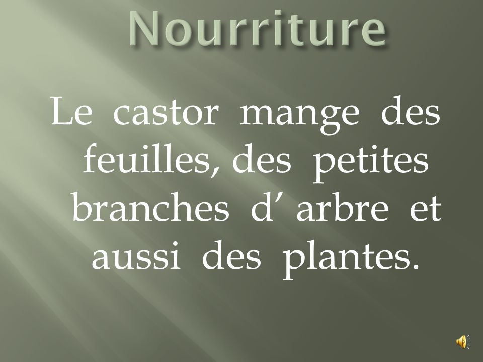Nourriture Le castor mange des feuilles, des petites branches d’ arbre et aussi des plantes.