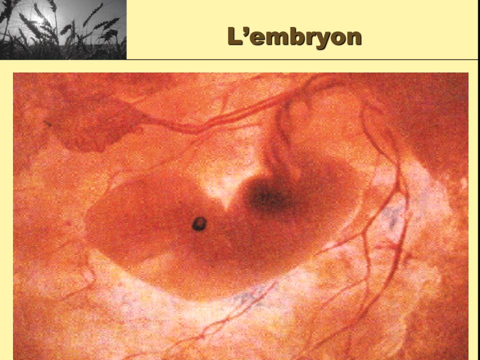 L’embryon