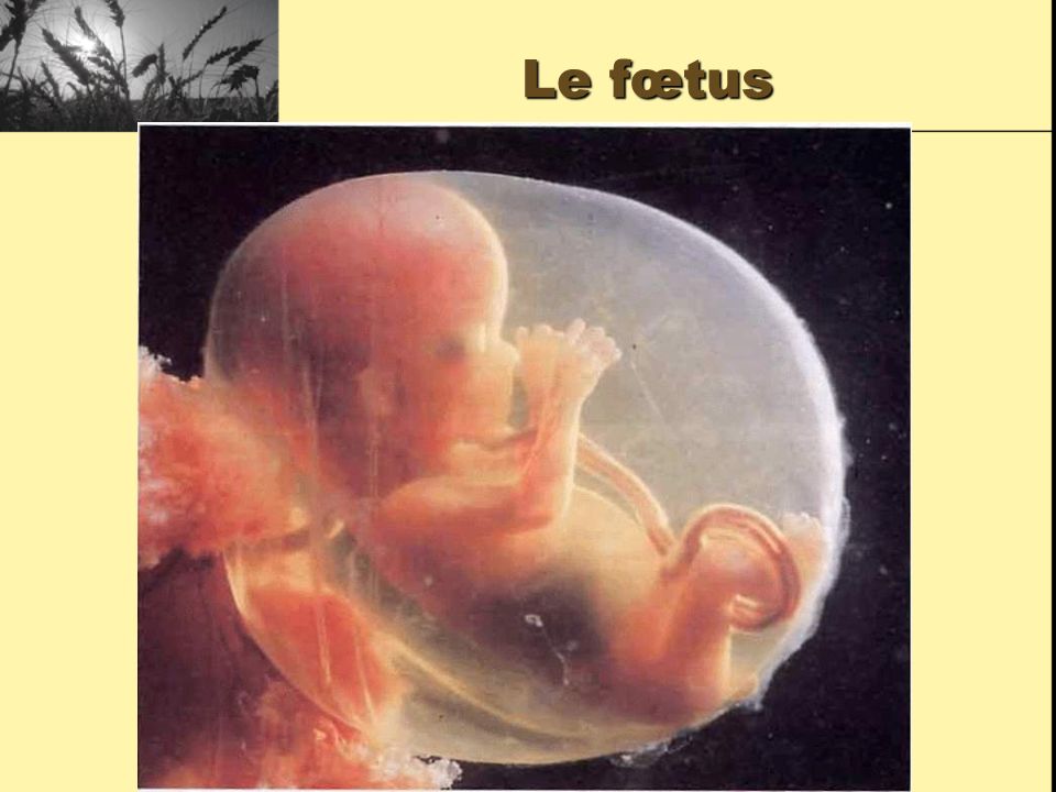 Le fœtus