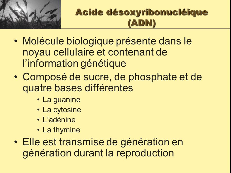 Acide désoxyribonucléique (ADN)