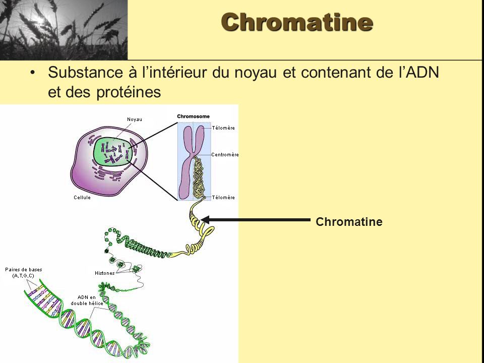 Chromatine Substance à l’intérieur du noyau et contenant de l’ADN et des protéines Chromatine