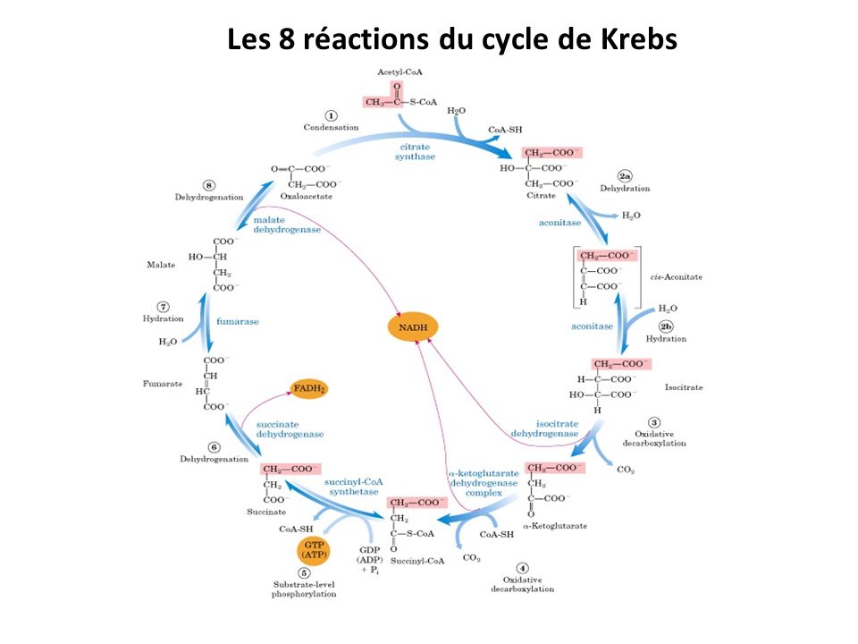 Les 8 réactions du cycle de Krebs