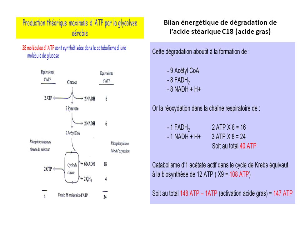 Bilan énergétique de dégradation de l’acide stéarique C18 (acide gras)
