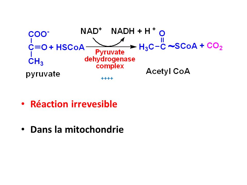 ++++ Réaction irrevesible Dans la mitochondrie