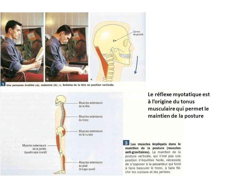 Le réflexe myotatique est à l’origine du tonus musculaire qui permet le maintien de la posture