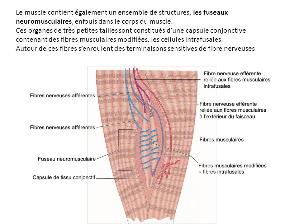 Le muscle contient également un ensemble de structures, les fuseaux neuromusculaires, enfouis dans le corps du muscle.