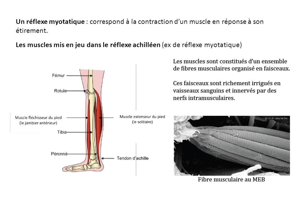 Un réflexe myotatique : correspond à la contraction d’un muscle en réponse à son étirement.