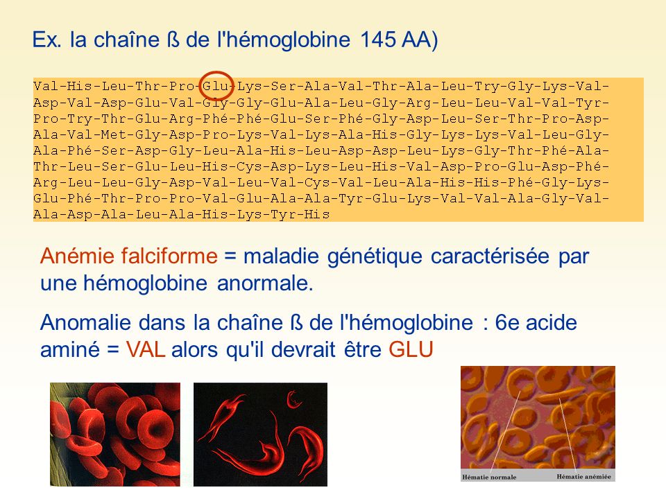 Ex. la chaîne ß de l hémoglobine 145 AA)