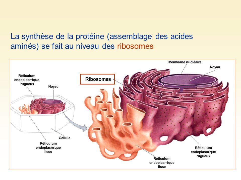 La synthèse de la protéine (assemblage des acides aminés) se fait au niveau des ribosomes