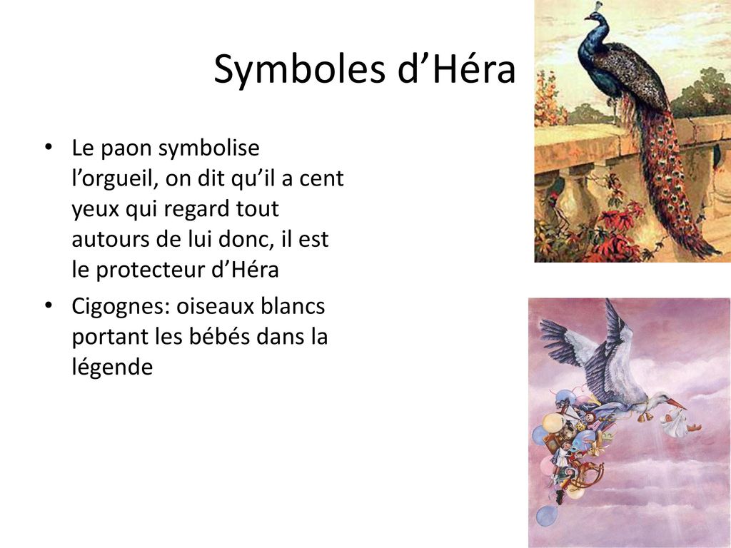 Symboles d’Héra Le paon symbolise l’orgueil, on dit qu’il a cent yeux qui regard tout autours de lui donc, il est le protecteur d’Héra.