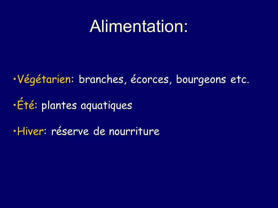 Alimentation: Végétarien: branches, écorces, bourgeons etc.