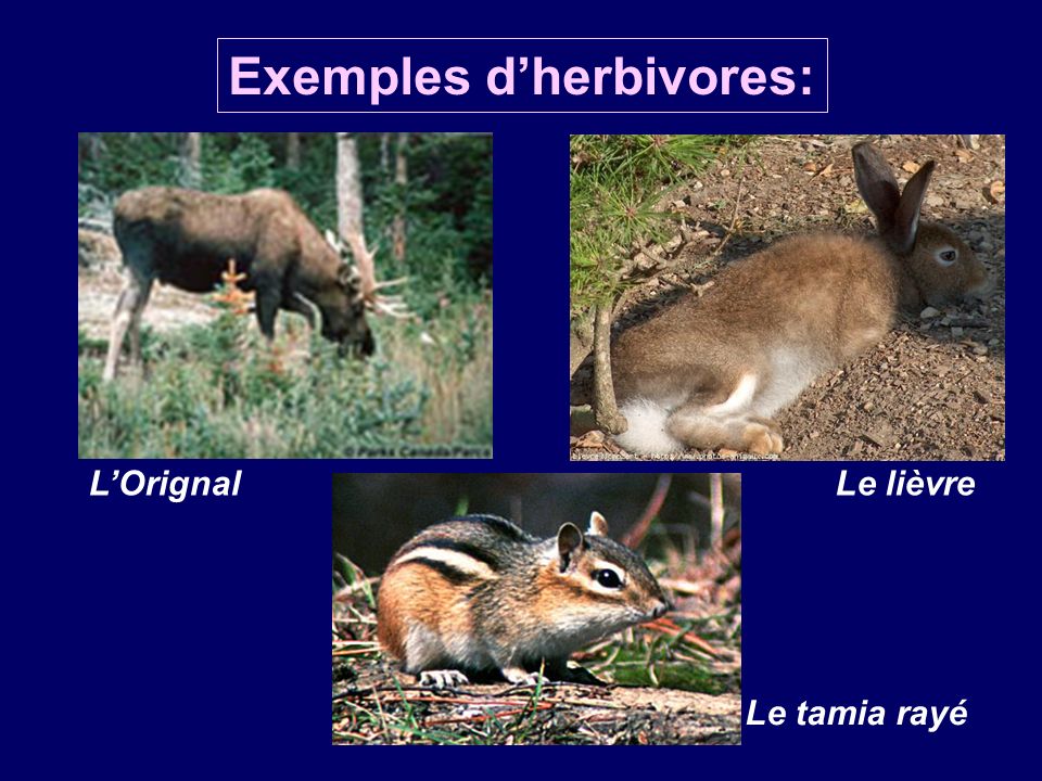 Exemples d’herbivores: