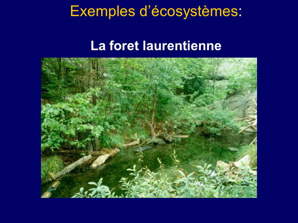 Exemples d’écosystèmes: