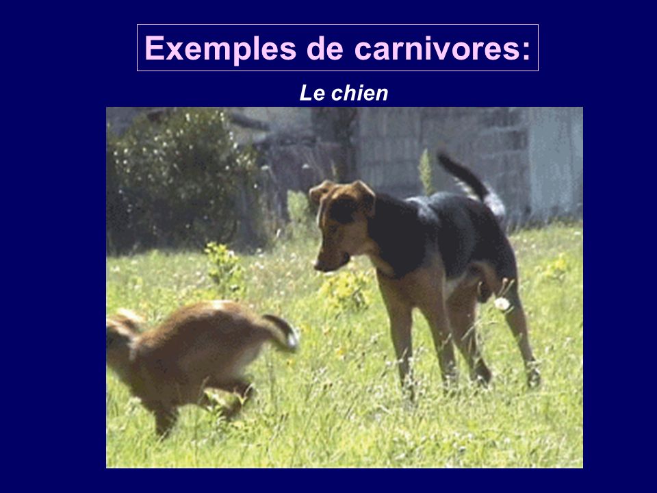 Exemples de carnivores: