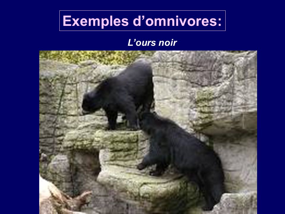 Exemples d’omnivores: