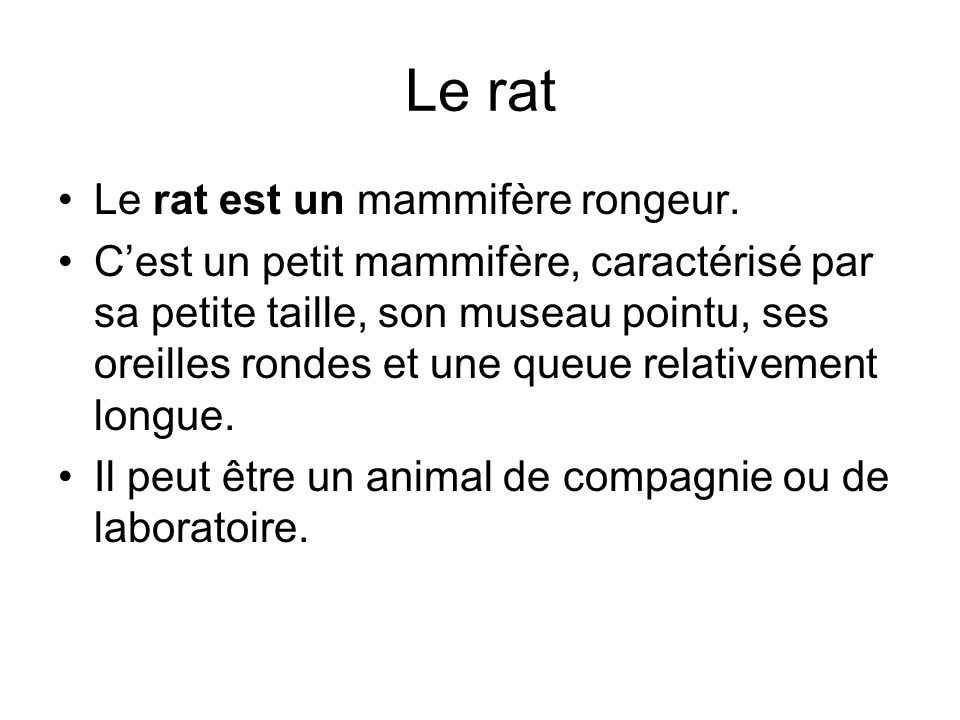 Le rat Le rat est un mammifère rongeur.