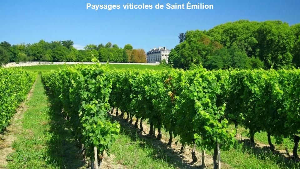 Paysages viticoles de Saint Émilion