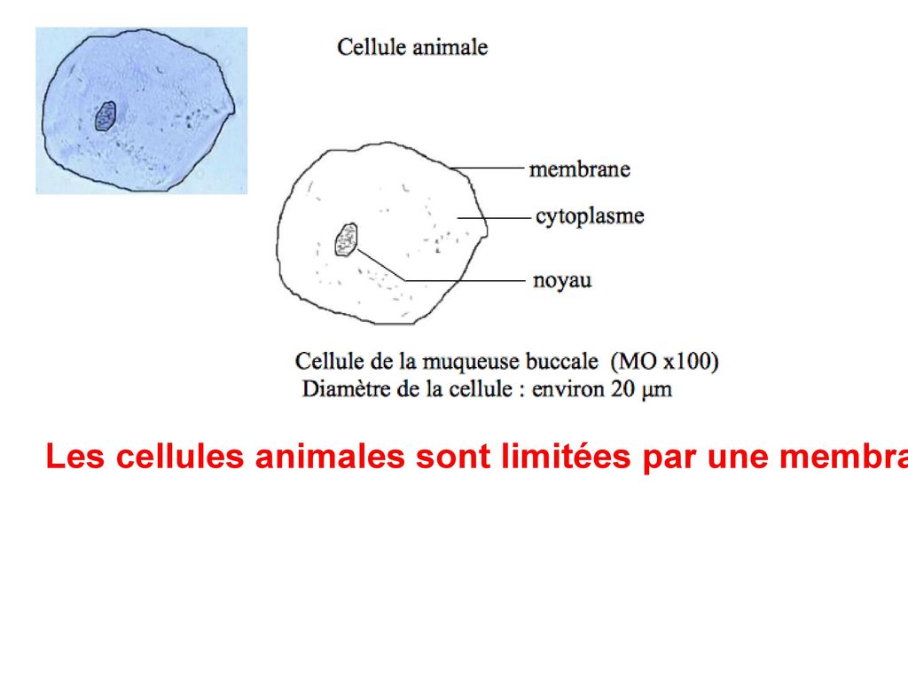 Les cellules animales sont limitées par une membrane, elles contiennent du cytoplasme dans lequel on trouve un noyau.