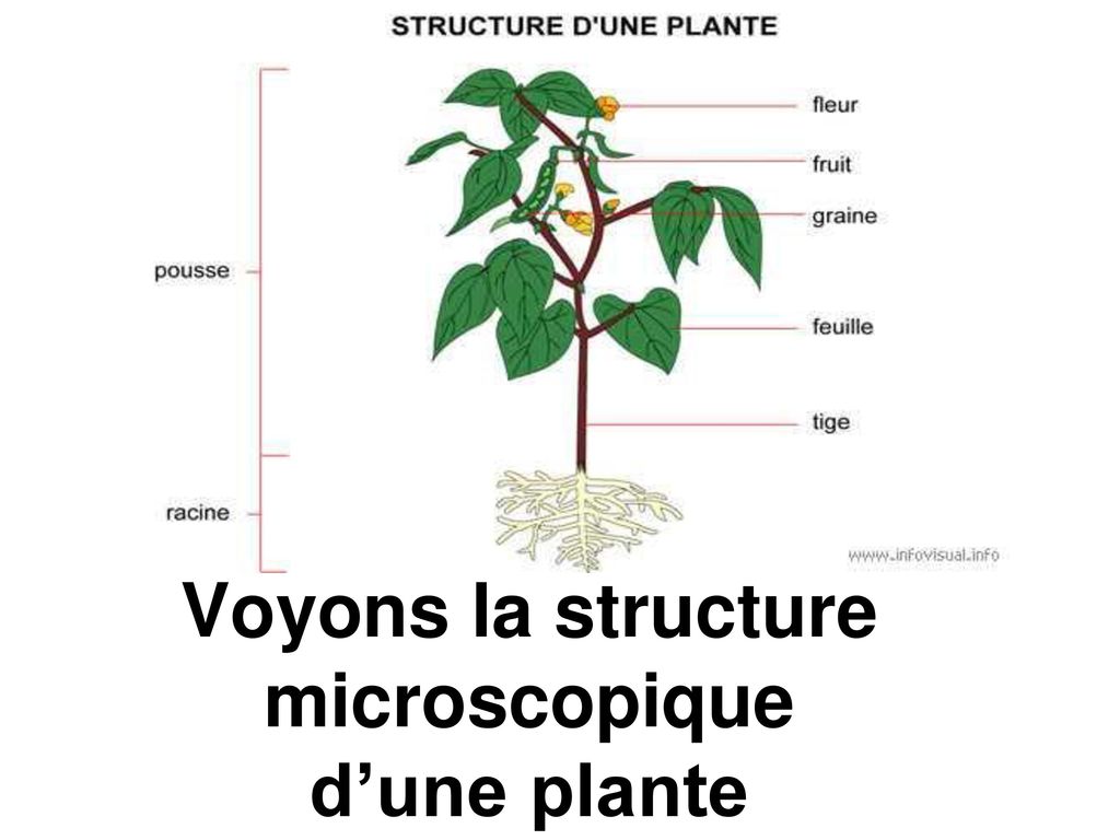 Voyons la structure microscopique d’une plante