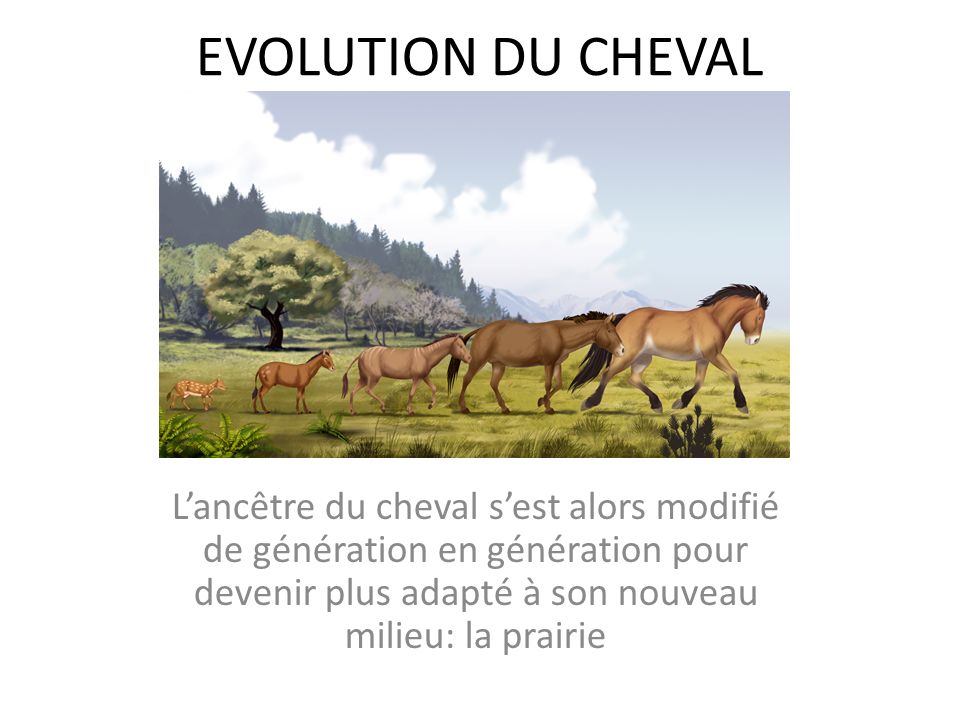 EVOLUTION DU CHEVAL L’ancêtre du cheval s’est alors modifié de génération en génération pour devenir plus adapté à son nouveau milieu: la prairie.