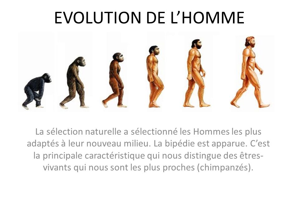 EVOLUTION DE L’HOMME