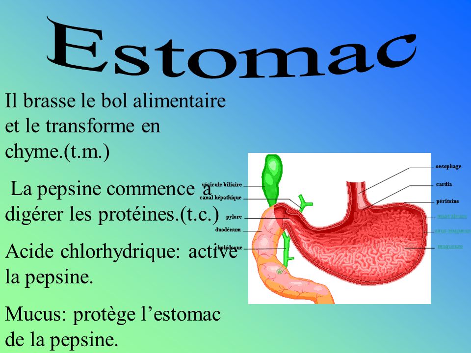 Estomac Il brasse le bol alimentaire et le transforme en chyme.(t.m.)