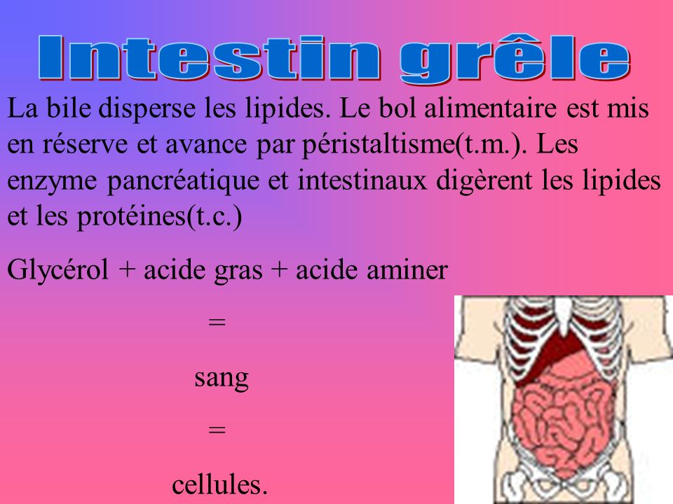 Intestin grêle