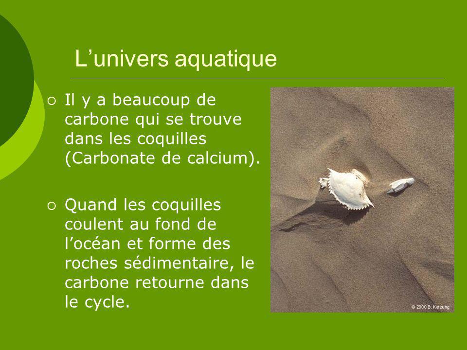 L’univers aquatique Il y a beaucoup de carbone qui se trouve dans les coquilles (Carbonate de calcium).