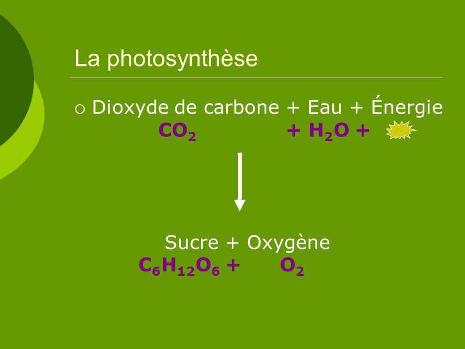 La photosynthèse Dioxyde de carbone + Eau + Énergie CO2 + H2O + Sucre + Oxygène C6H12O6 + O2.