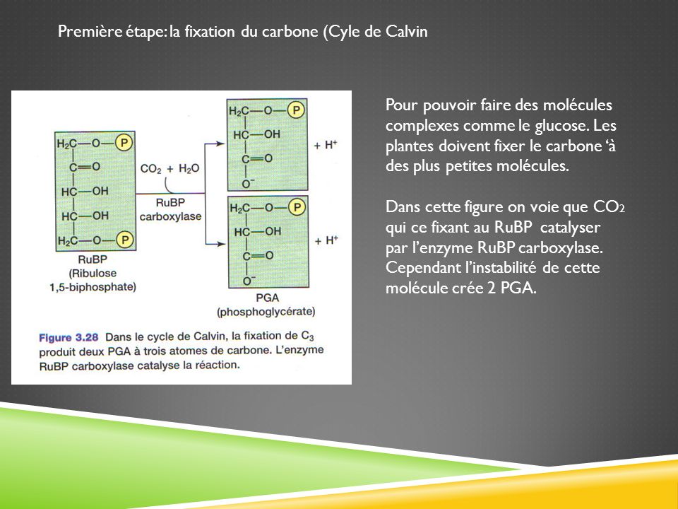 Première étape: la fixation du carbone (Cyle de Calvin