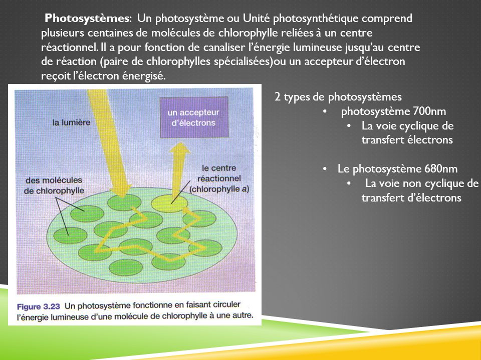 Photosystèmes: Un photosystème ou Unité photosynthétique comprend plusieurs centaines de molécules de chlorophylle reliées à un centre réactionnel. Il a pour fonction de canaliser l’énergie lumineuse jusqu’au centre de réaction (paire de chlorophylles spécialisées)ou un accepteur d’électron reçoit l’électron énergisé.