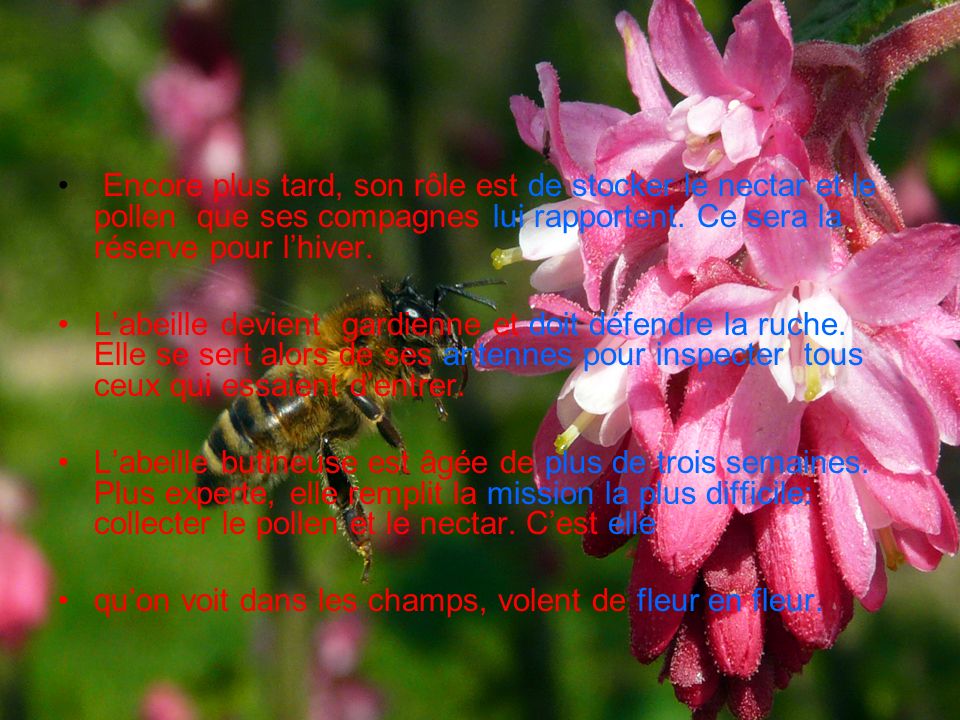 Encore plus tard, son rôle est de stocker le nectar et le pollen que ses compagnes lui rapportent. Ce sera la réserve pour l’hiver.