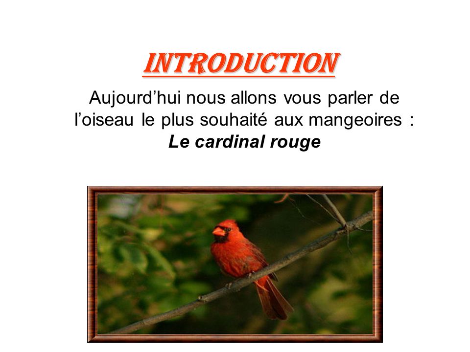 Introduction Aujourd’hui nous allons vous parler de l’oiseau le plus souhaité aux mangeoires : Le cardinal rouge.