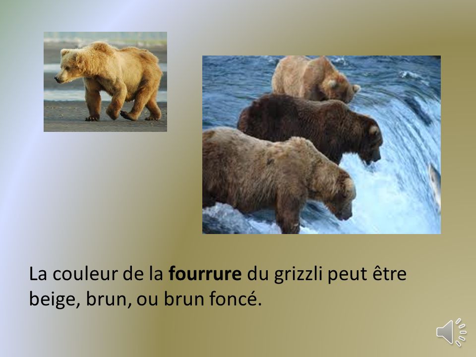 La couleur de la fourrure du grizzli peut être beige, brun, ou brun foncé.