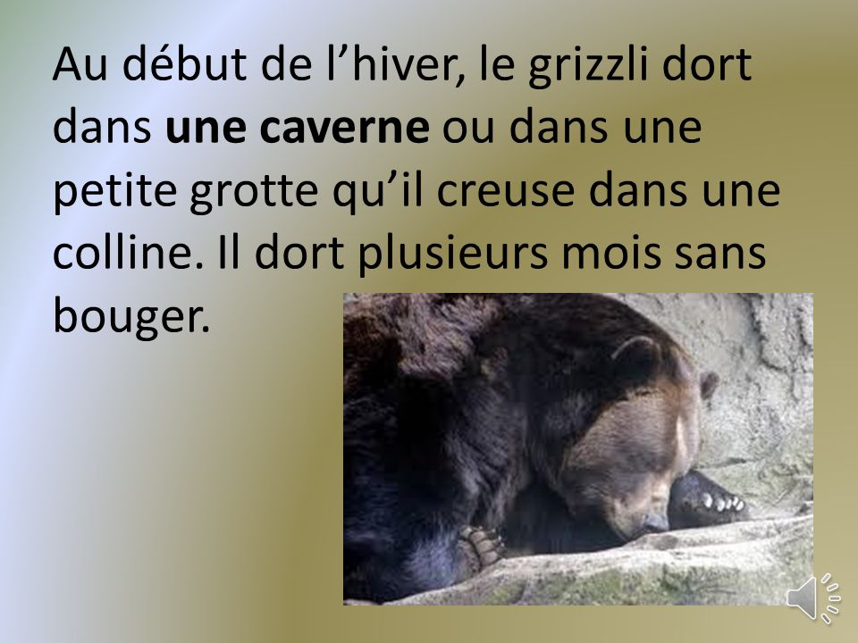 Au début de l’hiver, le grizzli dort dans une caverne ou dans une petite grotte qu’il creuse dans une colline.