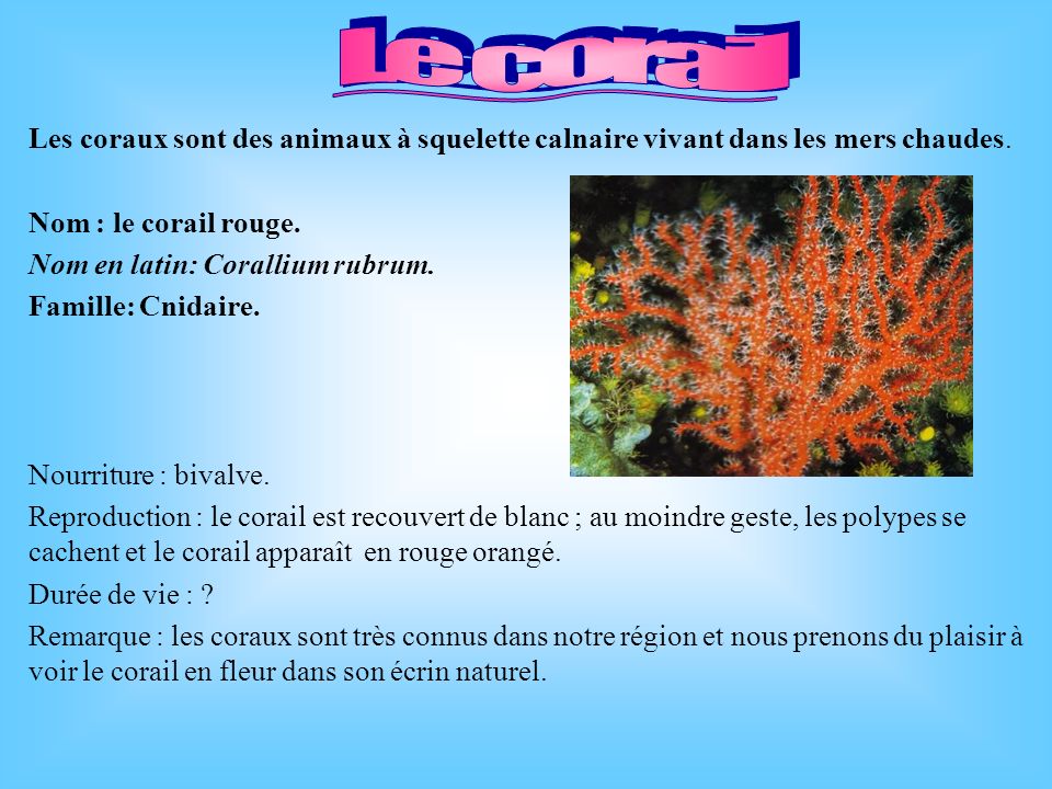 Le corail Les coraux sont des animaux à squelette calnaire vivant dans les mers chaudes. Nom : le corail rouge.