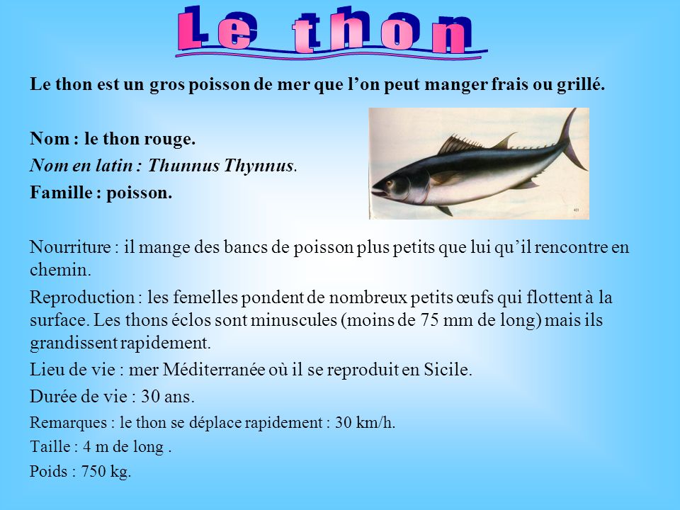 Le thon Le thon est un gros poisson de mer que l’on peut manger frais ou grillé. Nom : le thon rouge.