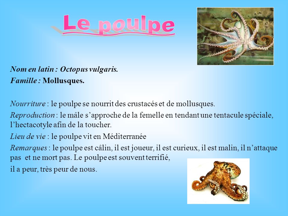 Le poulpe Nom en latin : Octopus vulgaris. Famille : Mollusques.