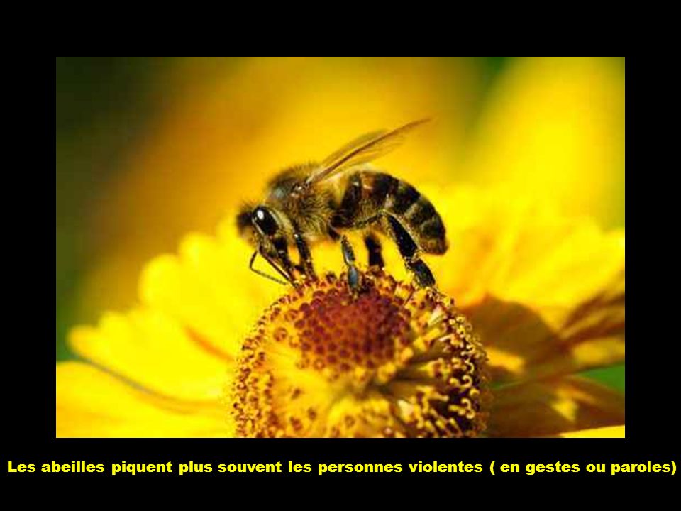 Les abeilles piquent plus souvent les personnes violentes ( en gestes ou paroles)
