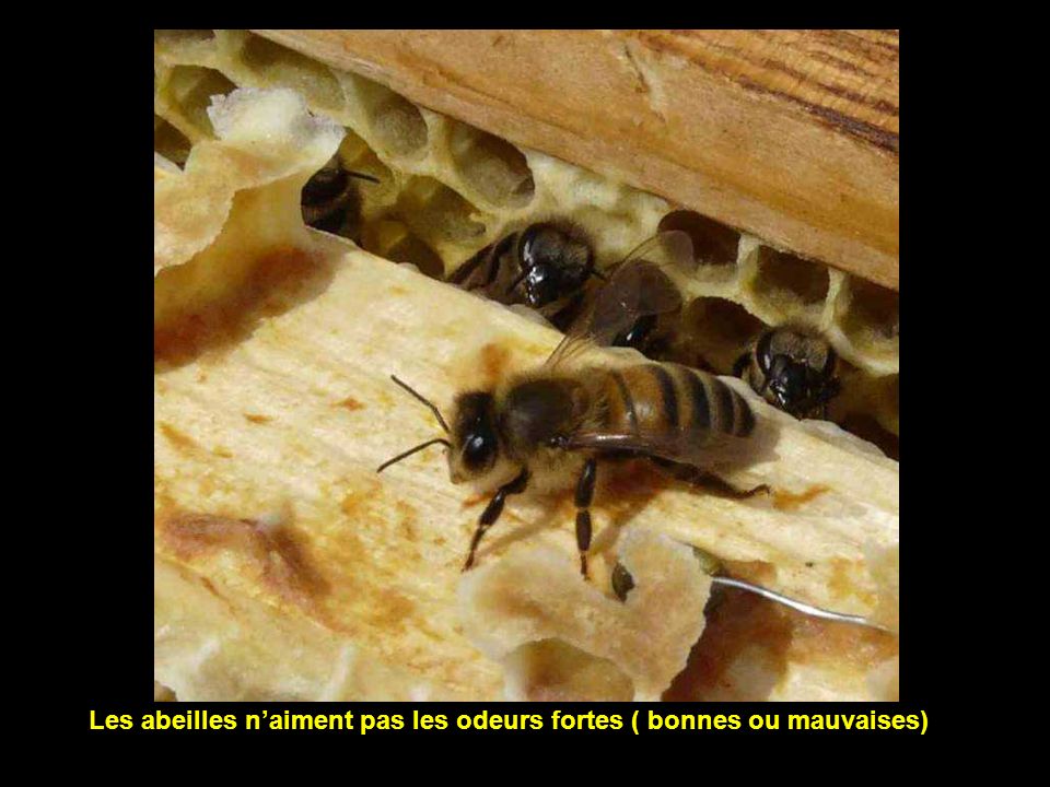 Les abeilles n’aiment pas les odeurs fortes ( bonnes ou mauvaises)
