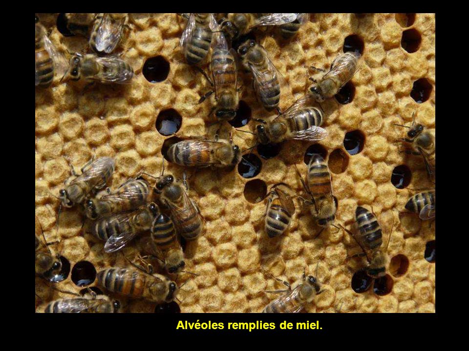 Alvéoles remplies de miel.