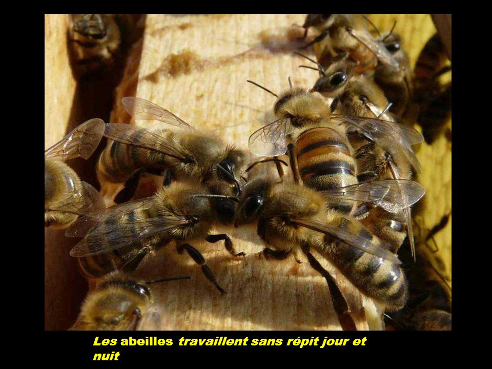 Les abeilles travaillent sans répit jour et nuit