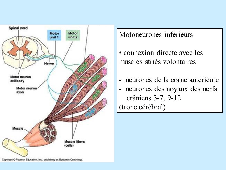 Motoneurones inférieurs