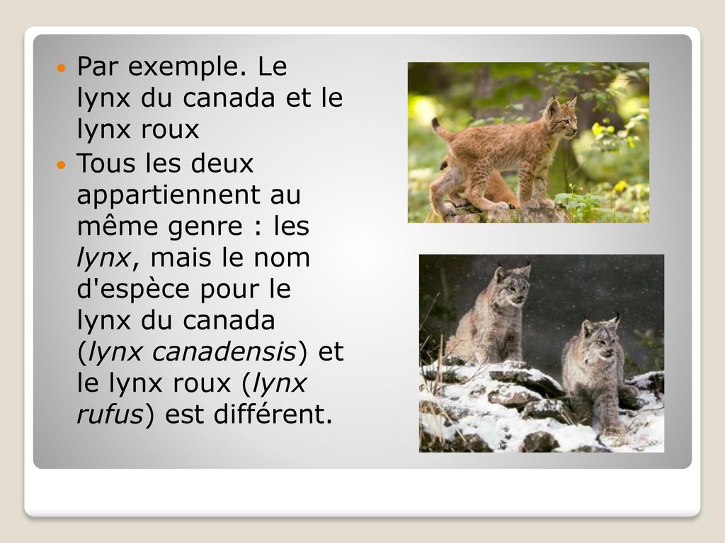 Par exemple. Le lynx du canada et le lynx roux