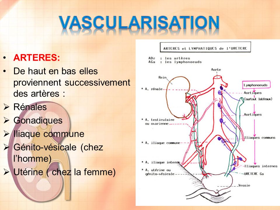 vascularisation ARTERES: