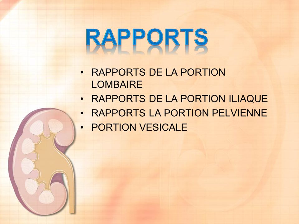 RAPPORTS RAPPORTS DE LA PORTION LOMBAIRE