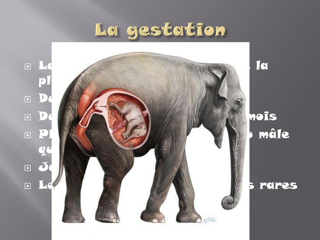 La gestation La gestation des éléphant est la plus longue